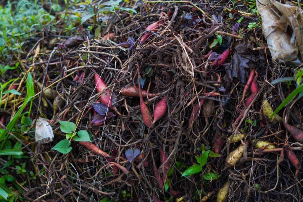 Déchets verts et bruns en décomposition dans un tas de compost