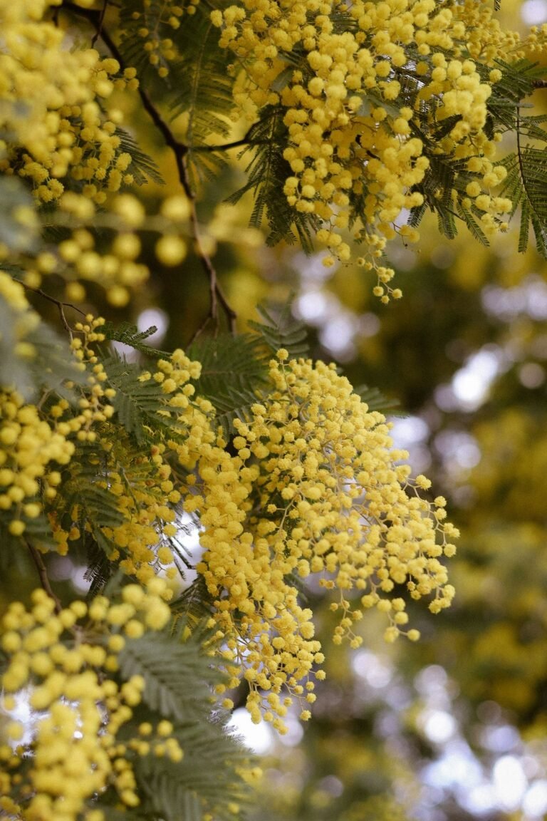 Branches de mimosa en fleurs, aux petites boules jaunes typiques de l’acacia dealbata