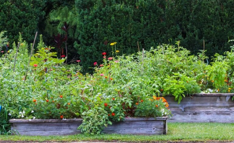 Carré potager en bois rempli de plantes