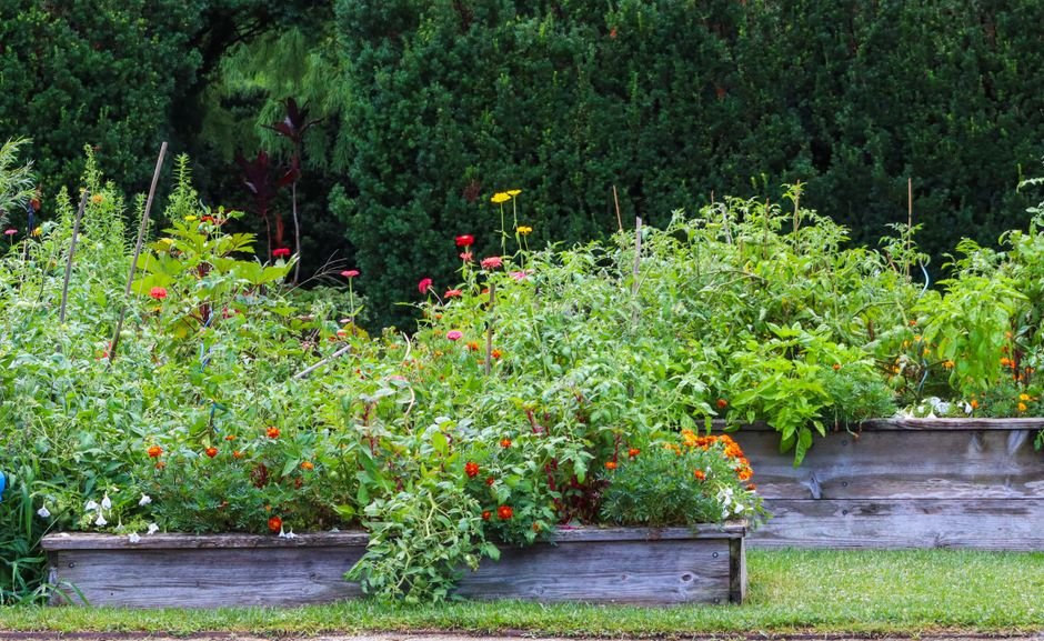 Carré potager en bois rempli de plantes