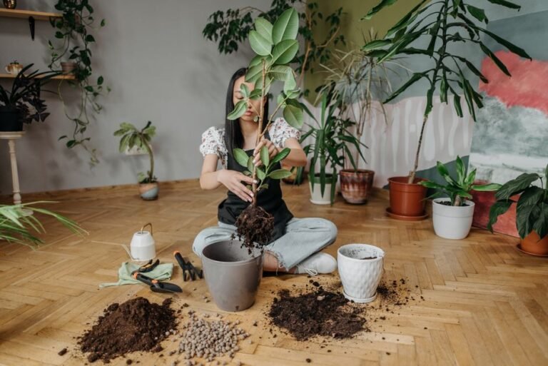 Plante d'intérieur sortie de son pot, racines visibles