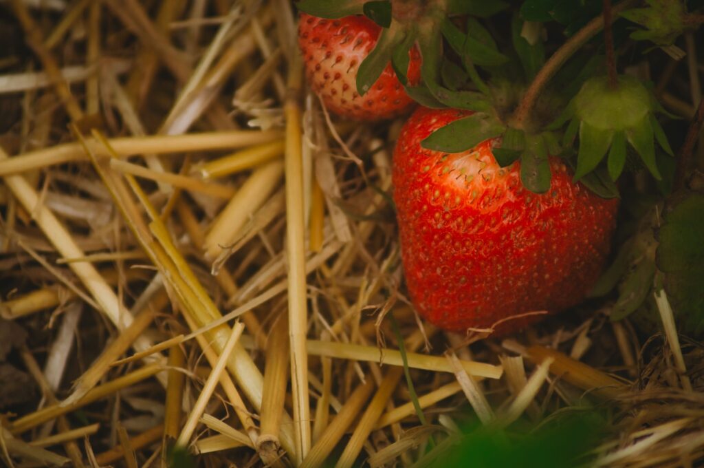 Fraises sur un paillis de paille