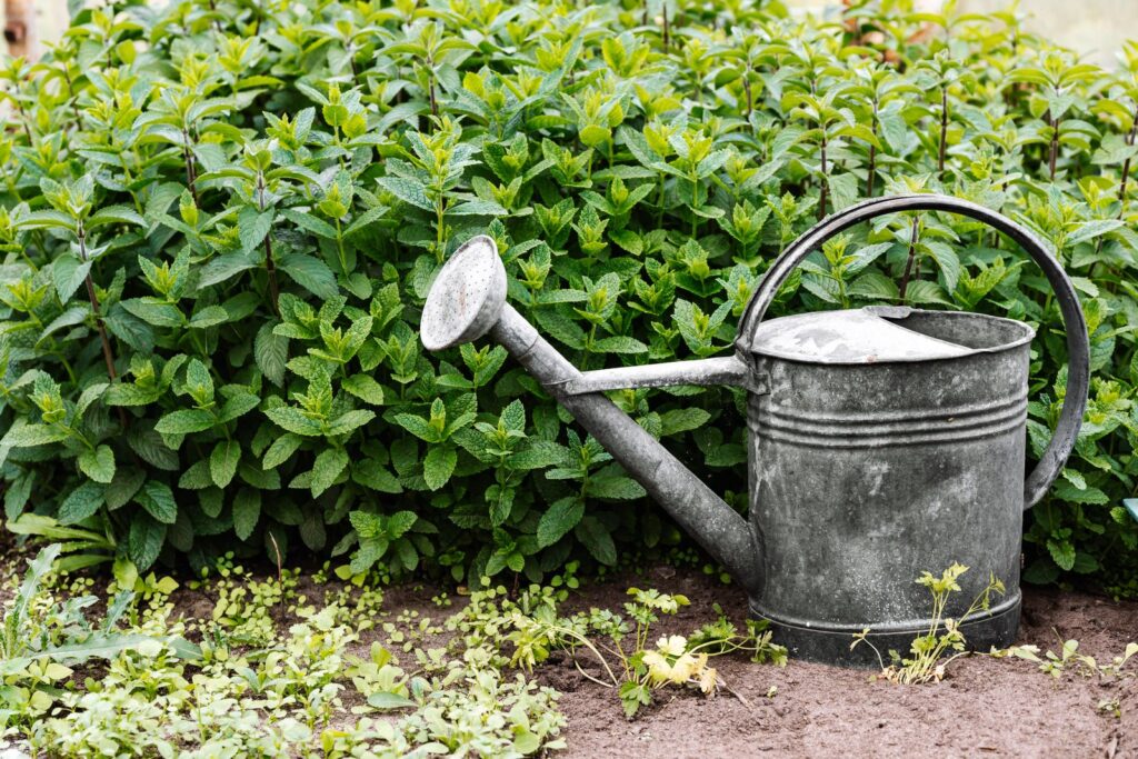 Arrosoir en zinc posé dans un potager