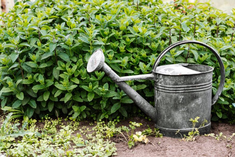 Arrosoir en zinc posé dans un potager