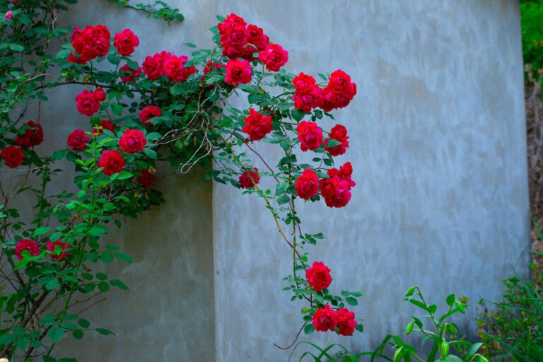 Rosiers grimpants rouges sur un mur gris